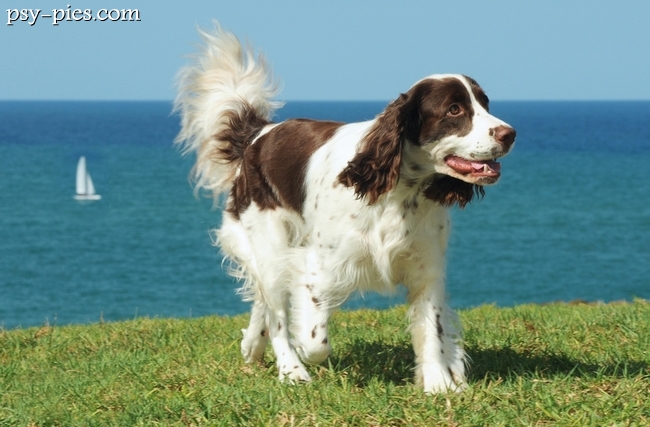 Springer spaniel angielski nad morzem