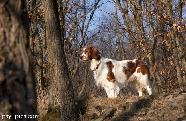 Springer spaniel walijski