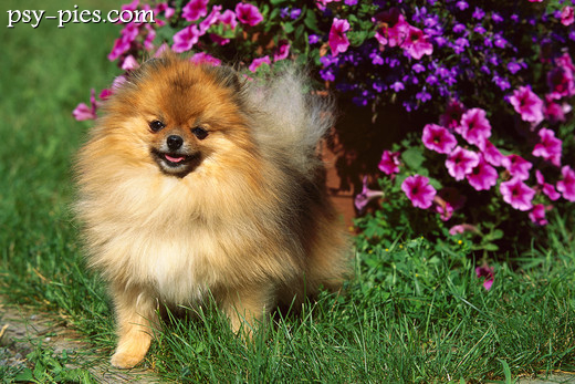 Pomeranian przypominający małego liska