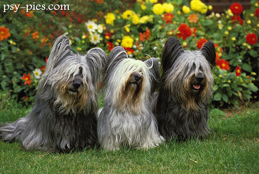 Skye terrier