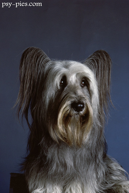 Skye terrier