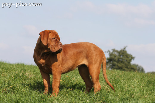 Dog de Bordeaux