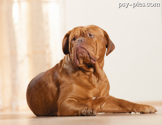 Dog de Bordeaux