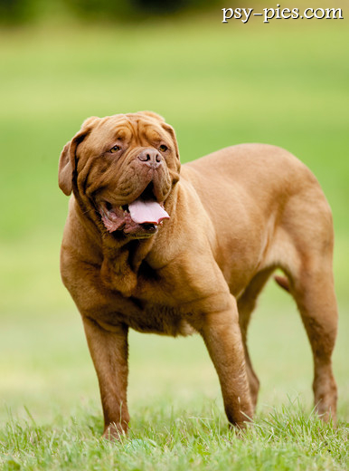 Dog de Bordeaux