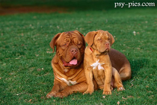 Bordogi