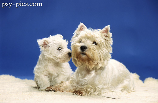 West highland white terrier