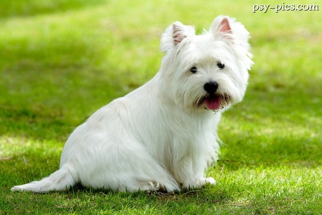 West highland white terrier