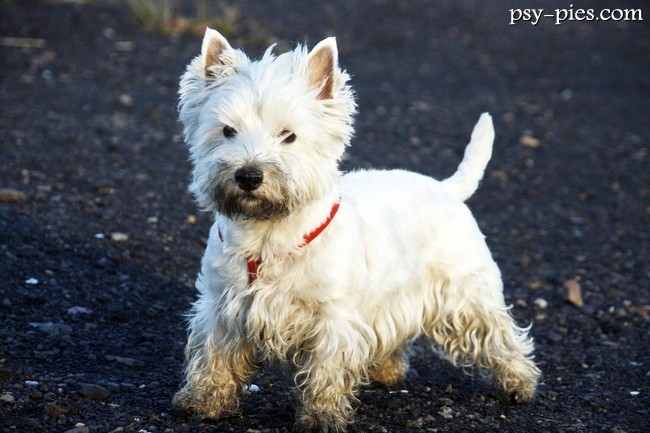 West highland white terrier