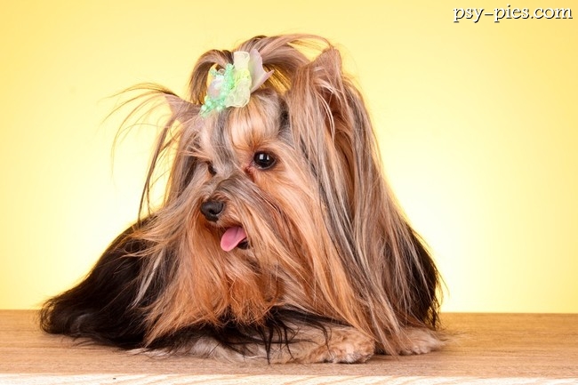 Mały piesek yorkshire terrier przy misce