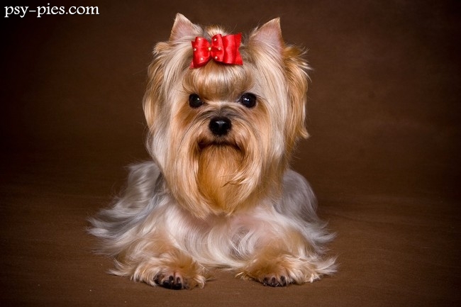 Zdrowy yorkshire terrier o błyszczącej sierści