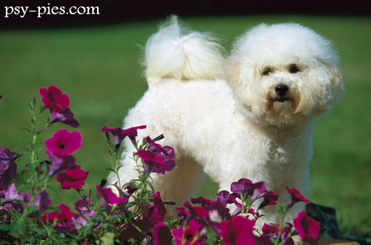 Bichon frise