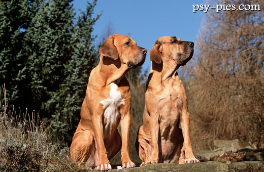 Fila brasileiro