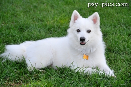 American eskimo dog