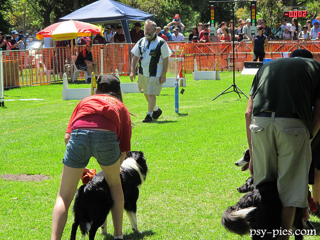 Pies przygotowujący się do startu w biegu flyball