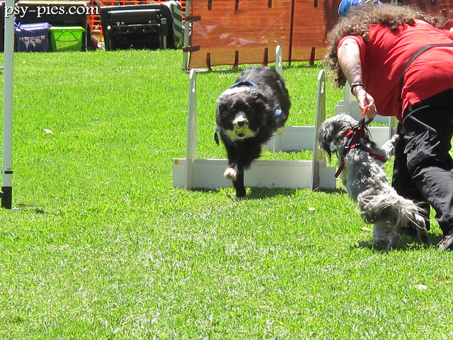 Pies wracający z piłką przez płotki w biegu flyball