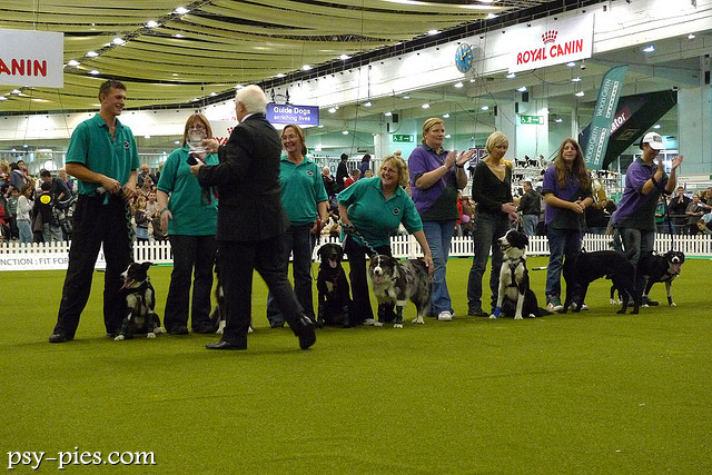 Rozdanie nagród drużynom po zawodach flyball