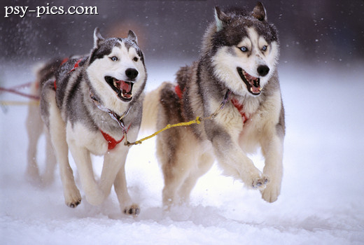 Siberian husky w zaprzęgu