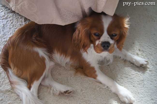 Cavalier Carmel na trawie