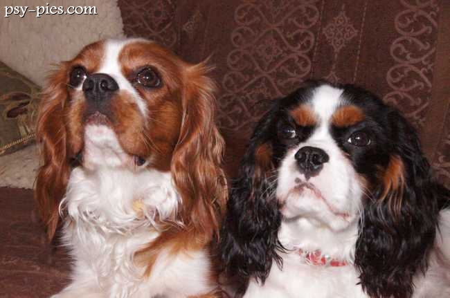 Dwa cavaliery king charles spaniele razem