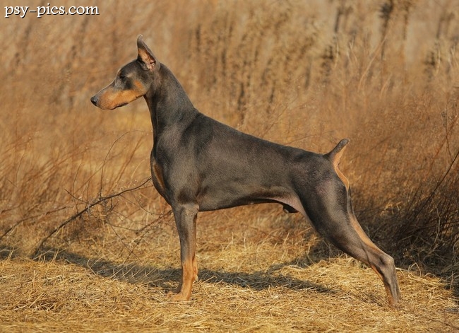 Doberman