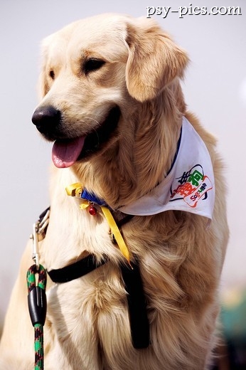 Golden retriever