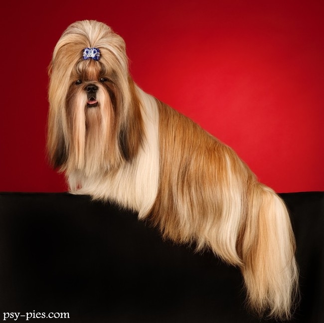Shih tzu po wizycie u groomera, z rozczesaną sierścią