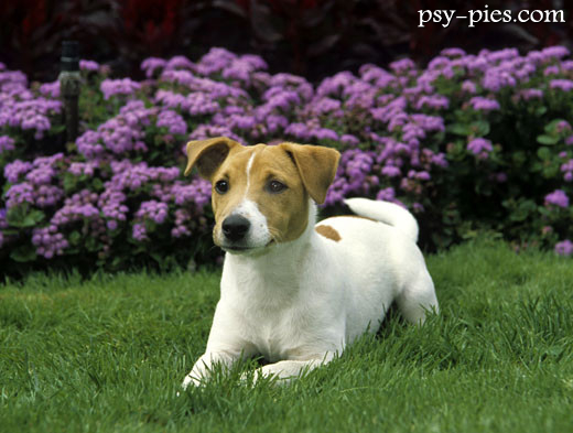Jack Russell Terrier