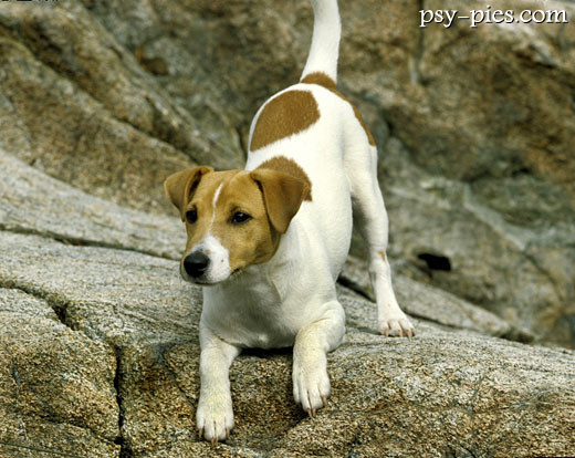 Jack Russell Terrier