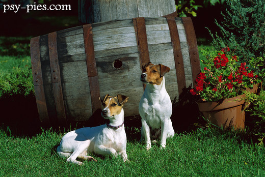 Jack Russell Terrier