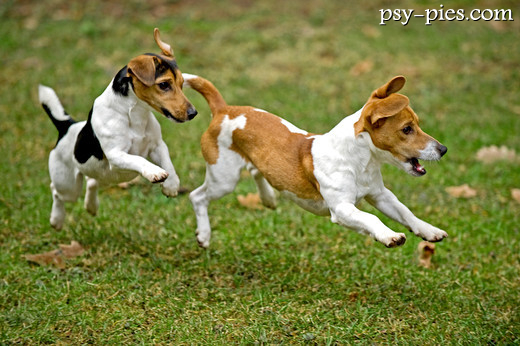 Jack Russell Terrier