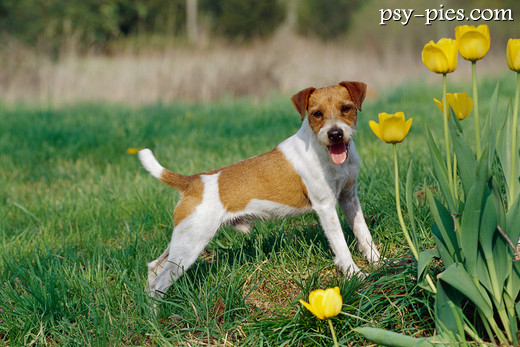 Jack Russell Terrier
