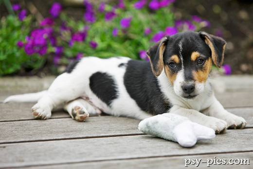 Jack Russell Terrier