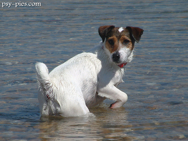 Jack Russell Terrier