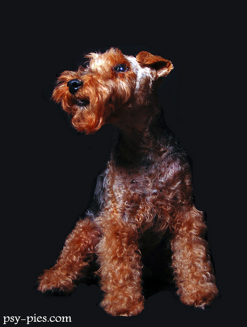 Terier walijski