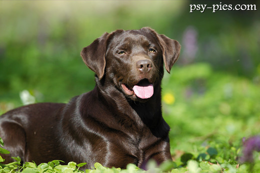 Labrador retriever czekoladowy