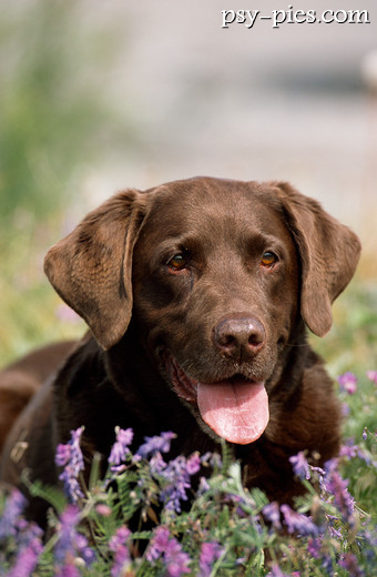 Labrador retriever czekoladowy