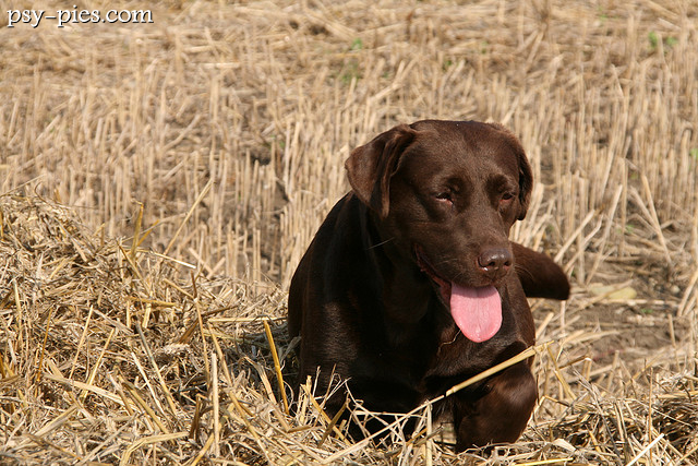 Labrador czekoladowy