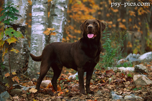Labrador czekoladowy