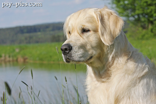 Ile lat żyje golden retriever: dorosły golden o złotej szacie