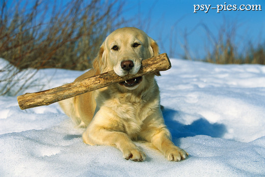 Szczupły golden retriever z widoczną talią na spacerze