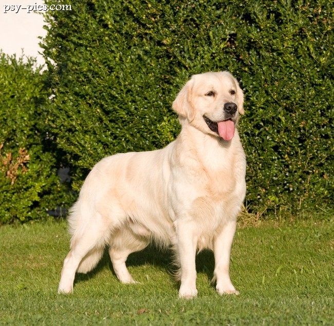 Starszy golden retriever odpoczywający na legowisku