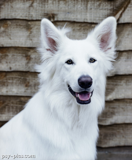 Berger Blanc Suisse na łące