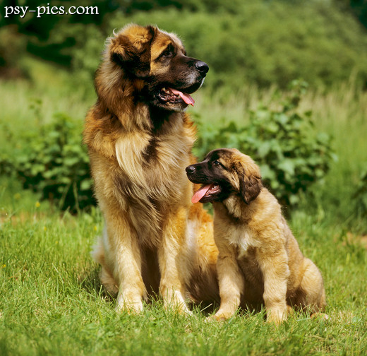 Leonberger siedzący na trawie