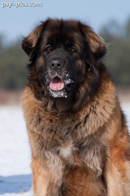 Leonberger w ruchu