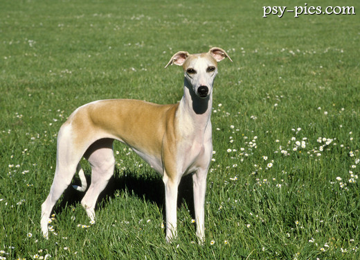 Chart angielski whippet portret