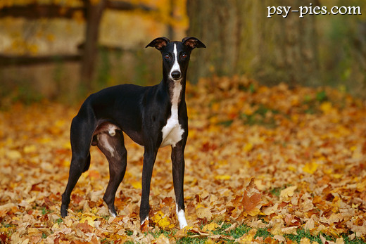 Whippet leżący na trawie