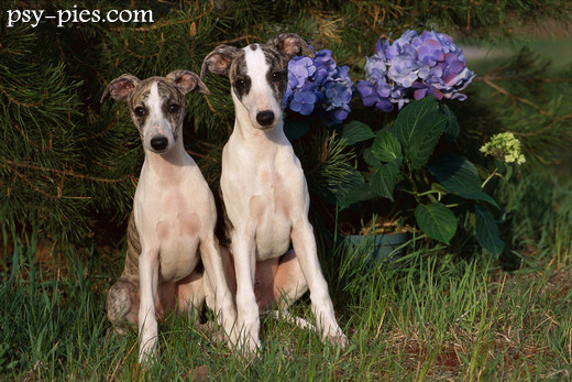 Whippet szczeniaki w koszyku