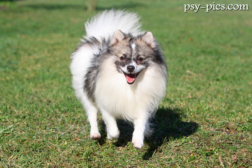 Pomeranian odpoczywający w domu