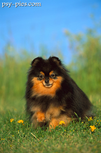Pomeranian z bujnym ogonem zawiniętym nad grzbietem