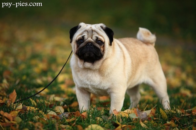 Mops